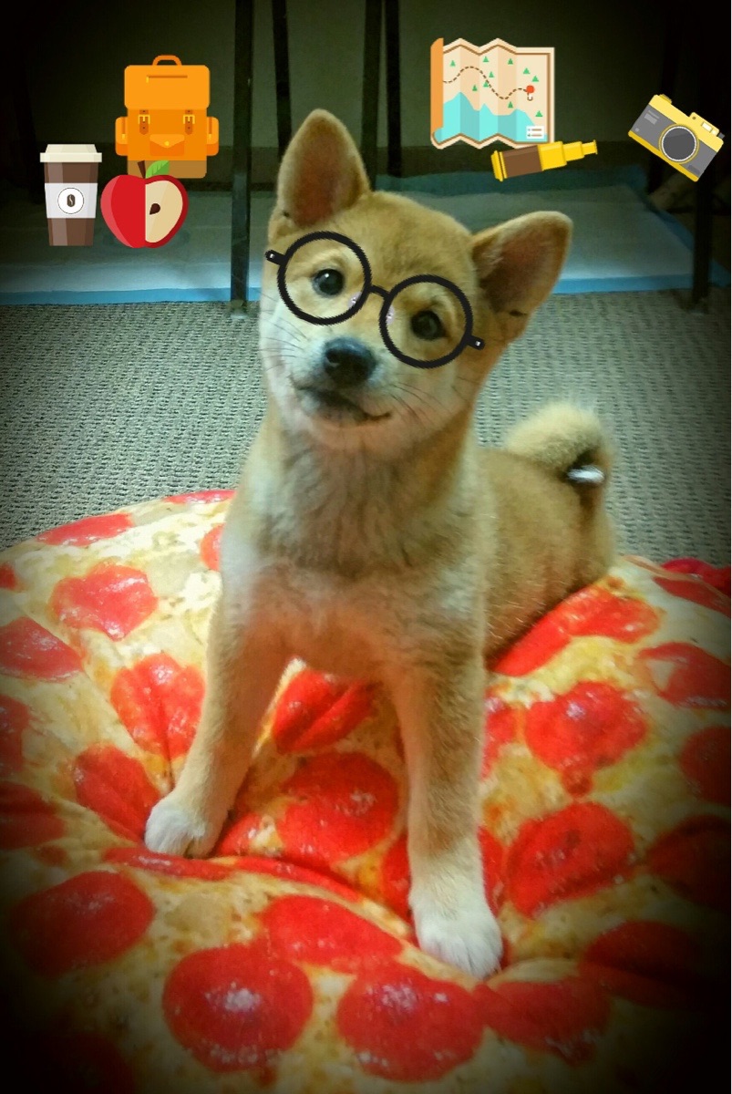 NBA球队赛季表现总结,nba球队赛季表现总结图