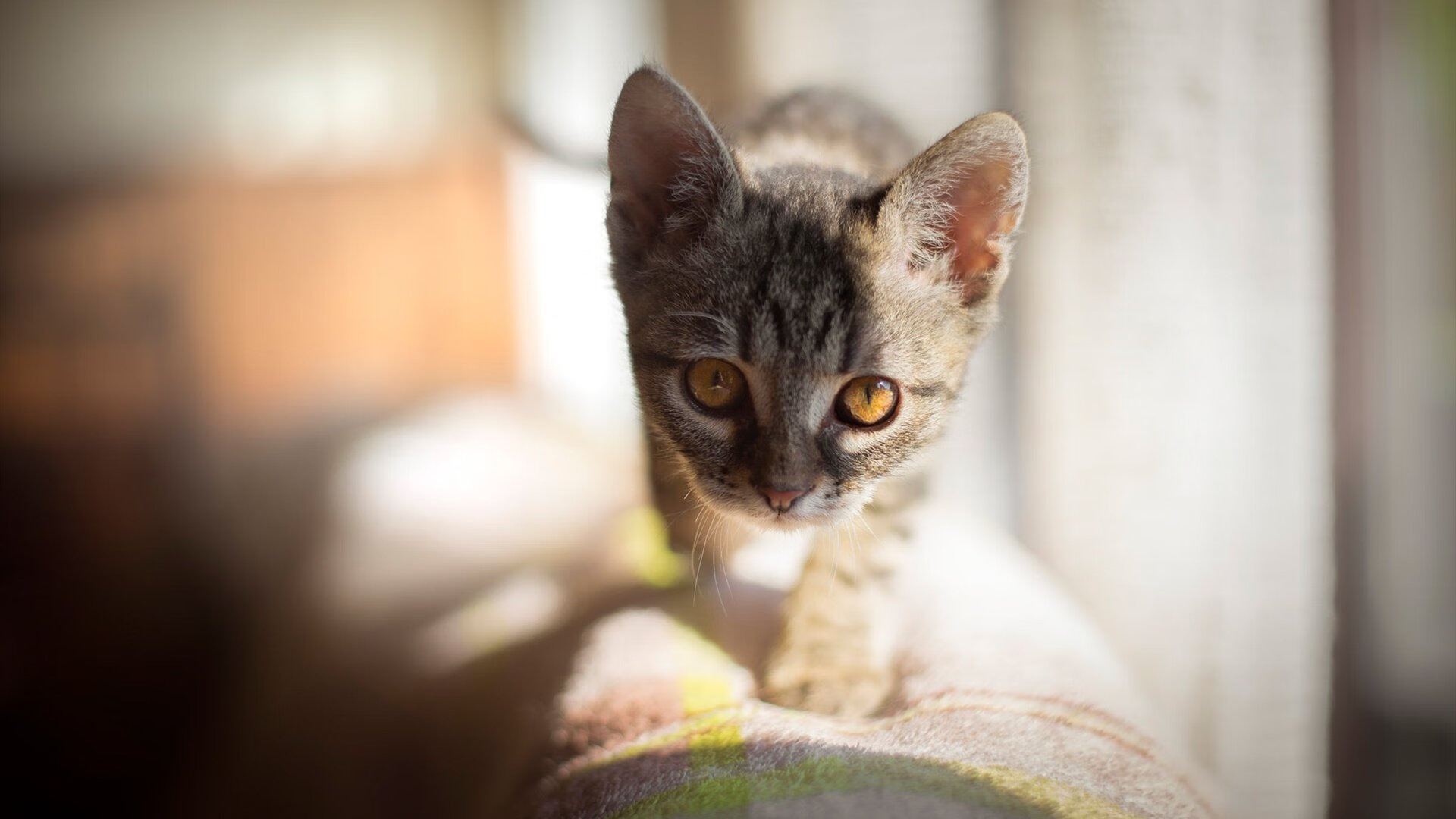 NBA球队进攻体系优化,nba球队历史进攻效率排行榜