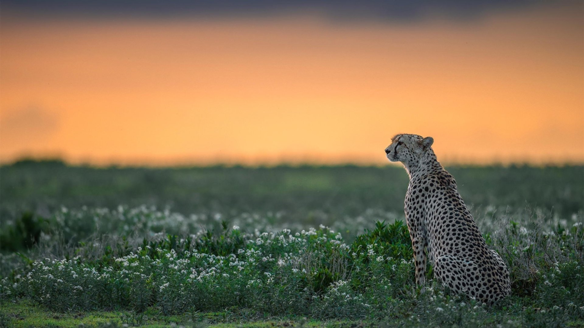 NBA球队进攻体系优化,nba球队历史进攻效率排行榜