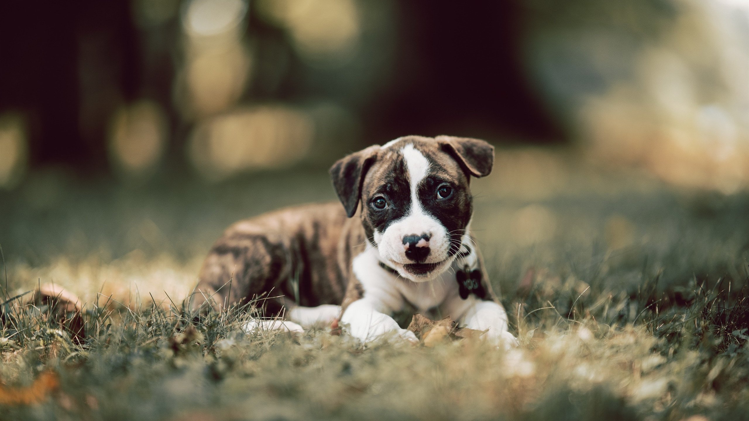 NBA球队进攻战术演变，nba进攻技巧最丰富的球员