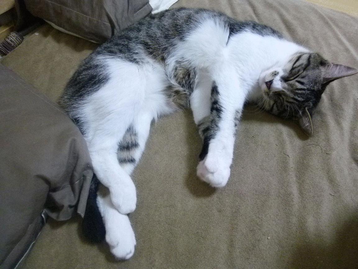 NBA球队进攻战术调整案例，nba进攻战术大全