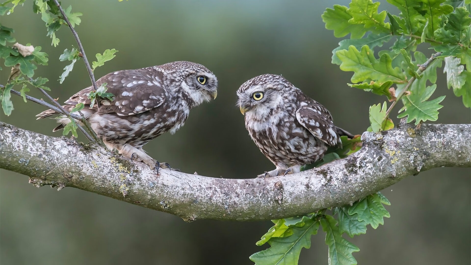 开云体育官网-勇士主场热身环节设计更具观赏性吸引观众，nba勇士热身赛