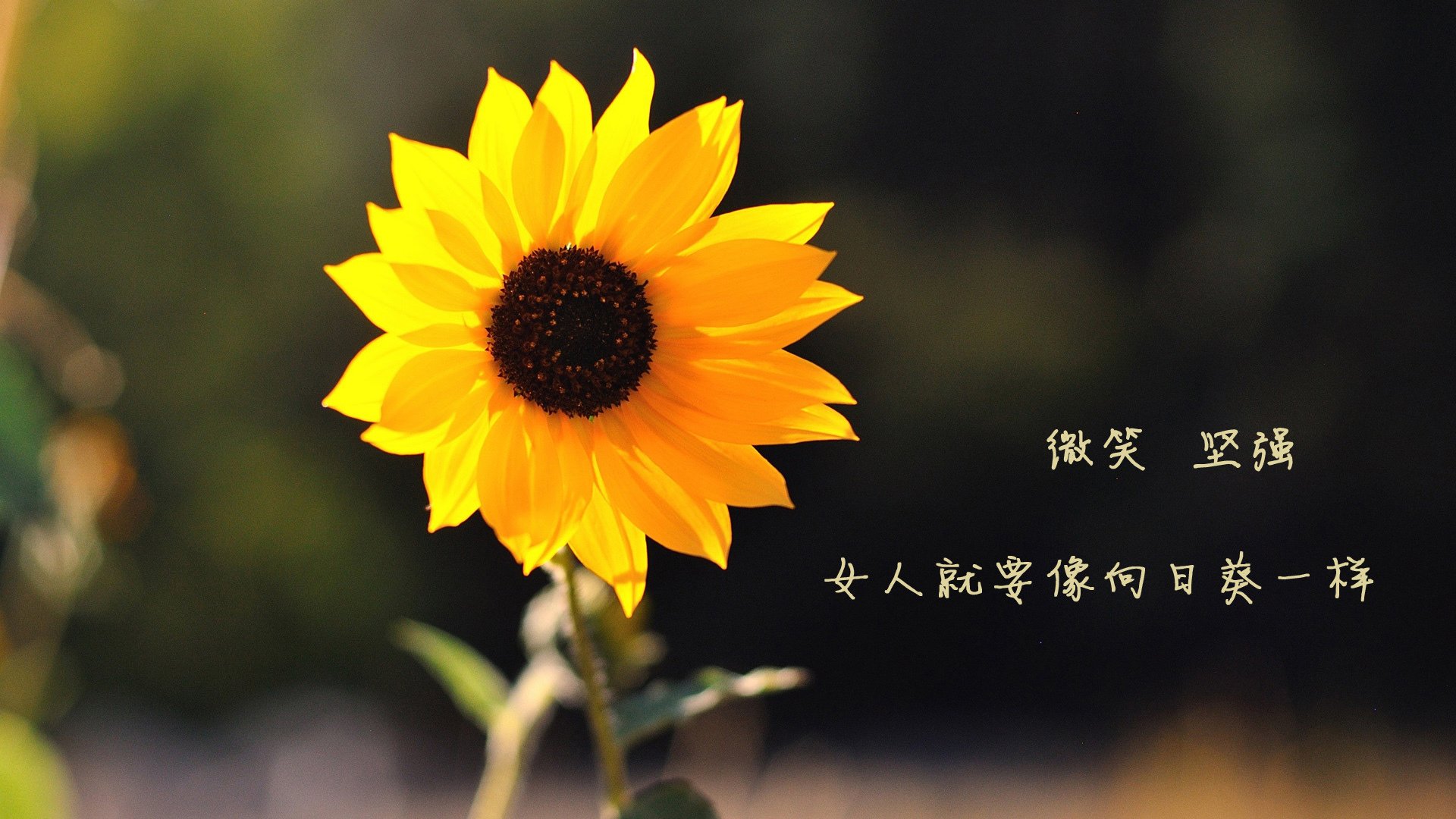 希腊男篮在欧洲锦标赛中再次夺冠,荣耀传承不断延续,希腊男篮落选赛名单