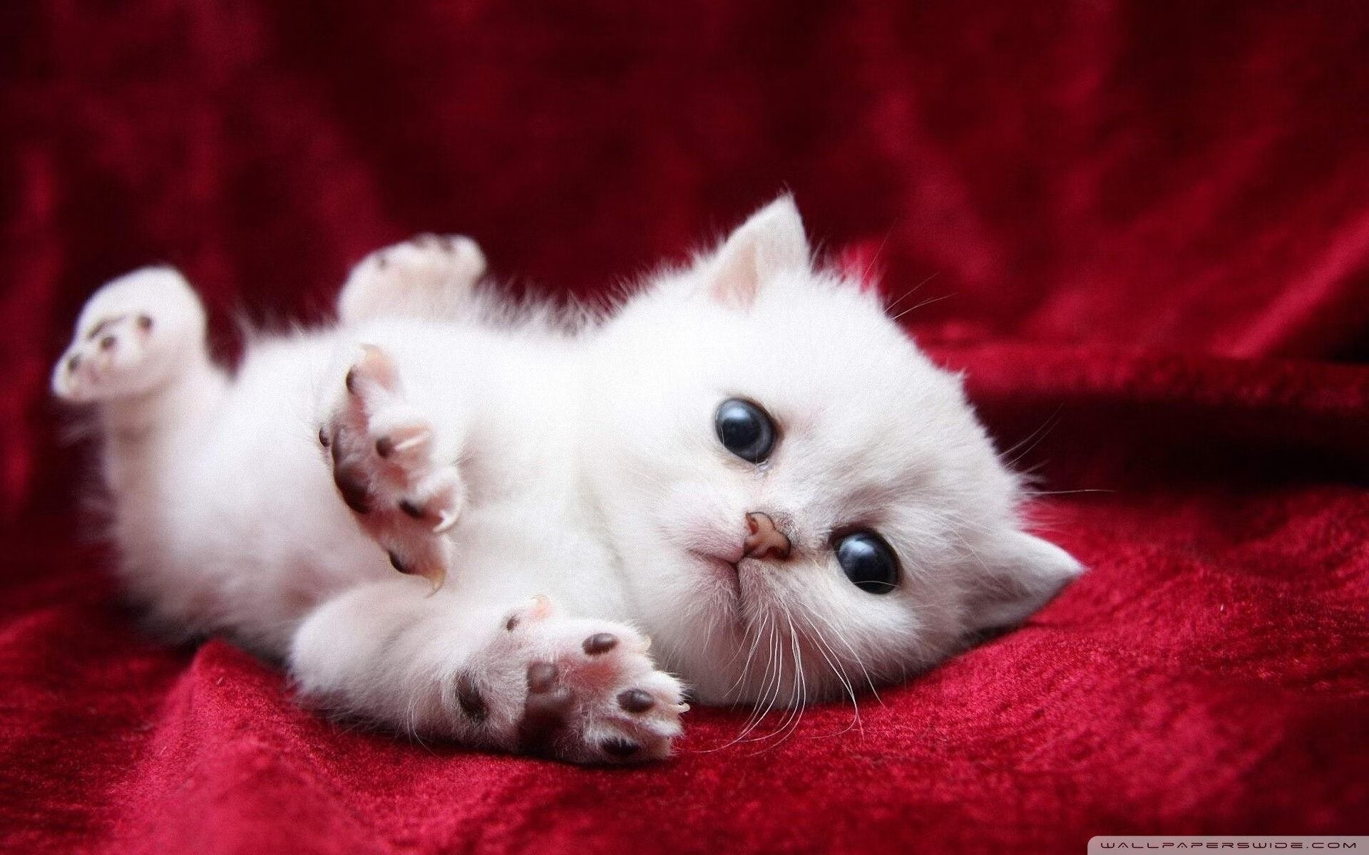 开云app-英超联赛的国际化发展新机遇，英国英超联赛